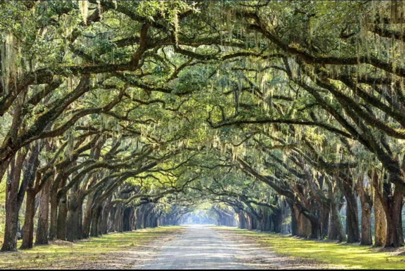 5Min To River Street, Dt - Spacious - Free Parking Savannah Bagian luar foto