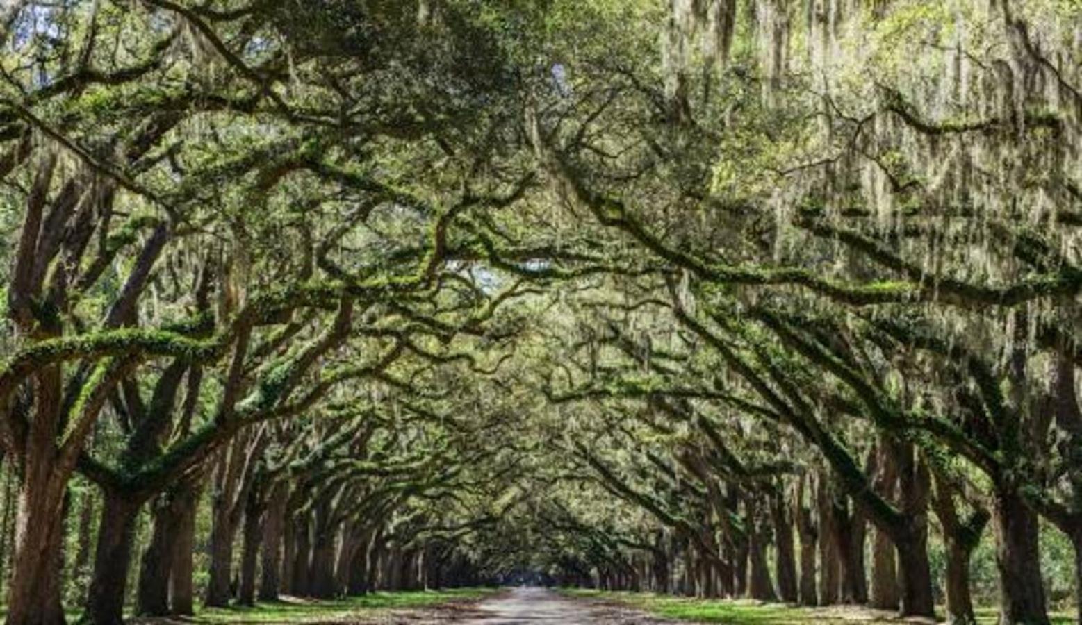 5Min To River Street, Dt - Spacious - Free Parking Savannah Bagian luar foto